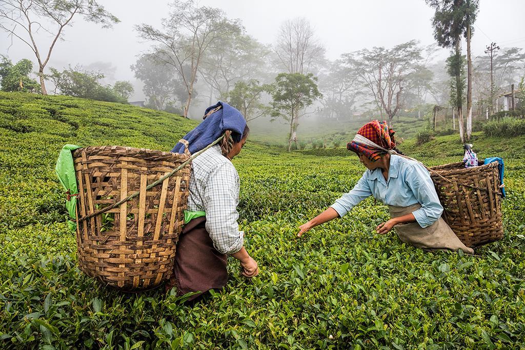 Ging Tea House Darjeeling (West Bengal) Exterior foto